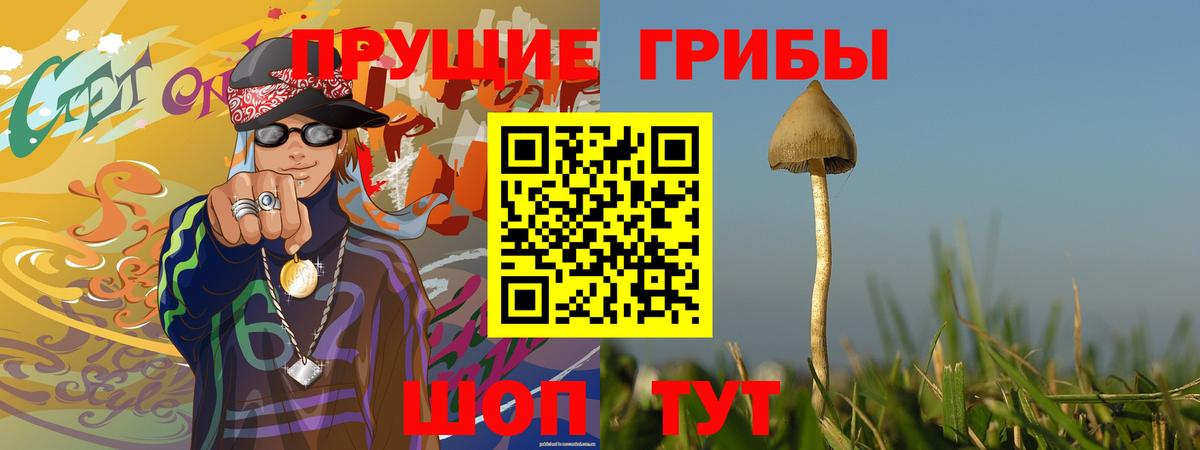 Артём  Галлюциногенные грибы Psilocybine cubensis  Галлюциногенные грибы Psilocybine cubensis  Вход с VPN 